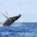 whale_humpback_h_00362_dom2409.jpg